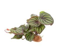 HOODANCOS Artificial Reptile Plants Simulation Terrarium Decor with Stable Base for Reptile Tanks and Amphibian Habitats Realistic Non-fading Greenery for Crawlers and Aquarium Landscaping