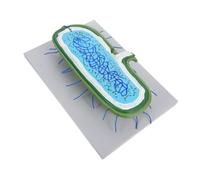 HOODANCOS Buildable Human Cell Model Kit with Organelles Realistic Nucleus Anatomy for Biology Lessons Interactive Educational for Students Science Classroom Use