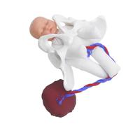 HOODANCOS Female Pelvic Anatomy Model with Fetus Umbilical Cord and Placenta Childbirth Study Aid for Medical Students Midwifery Training Interactive Labor Process Simulation and Prenatal