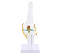 HOODANCOS Human Knee Joint Anatomy Model 1:1 Life Size Pvc Material Demonstrates Retroversion and Abduction for Patient Education and Laboratory Supplies