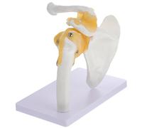 HOODANCOS Human Shoulder Joint Model with Ligament Anatomical Skeleton Teaching Tool for Medical Education School and Laboratory Use Material
