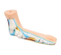 HOODANCOS Medical Anatomical Foot Model Flat Foot Display with Muscle and Joint Anatomy for Teaching Hospital Science Education