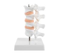 HOODANCOS Miniature Human Lumbar Spine Model with Stand, Pvc Clinical Education Tool for Student Learning and Rehabilitation Settings, White Spine Model for Osteoporosis Display