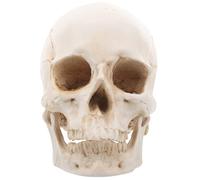 HOODANCOS Realistic Detachable Human Skull Model 1:1 Scale Resin Anatomy Teaching Model for Students and Professionals Suitable for Exhibitions and Research