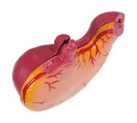 HOODANCOS Realistic Stomach Anatomy Model for Science Classrooms with Anatomy Visualization and Sturdy Plastic Material, for Biology Studies and Educational Use