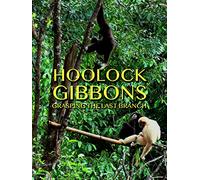 Hoolock Gibbons: Grasping The Last Branch