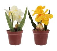 HOOTNEE 2pcs Plant Bonsai High Simulation Plastic and Silk Cloth with Yellow and White Flowers Delicate Elegant Desktop Decor for Office and Shop