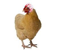 HOOTNEE 3pcs Chicken Helmet Bird Hat Headwear for Pet Birds and Poultry, Safety Material with Adjustable Size, Funny and Creative Patterns for Hen Party or Outdoor Use