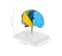 HOOWIFFY 1:1 Scale Human Brain Anatomy Model Right Hemisphere with Colour-Coded Functional Areas for Medical Teaching and Student Learning