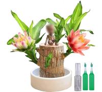 HOPASRISEE Mini Brazil Lucky Wood -Magical Sprouting Lucky Bamboo Wood - Brazilian Lucky Wood Plant - Wood Stump - Hydroponic Plant - Lucky Bamboo Plants Indoor Live (Grot Ornaments)