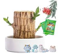 HOPASRISEE Mini Brazil Lucky Wood Plant, Brazilian Wood Plant With Flowerpot, Lucky Bamboo Plant, Brazilwood Hydroponic Plants, Indoor Office Desktop Plant, Purify Indoor Air, Mini Home Decor (B)
