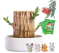 HOPASRISEE Mini Brazil Lucky Wood Plant, Brazilian Wood Plant With Flowerpot, Lucky Bamboo Plant, Brazilwood Hydroponic Plants, Indoor Office Desktop Plant, Purify Indoor Air, Mini Home Decor (A)