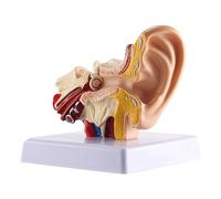 Hopbucan 1.5X Human Ear Anatomy Model - Professional Desktop Inner Ear Structure Simulation Model for Education