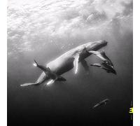 Hope - Kevin Hays & Lionel Loueke CD