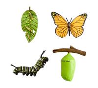 Hopzab 4PCS Insect Models Butterfly Life Cycle Model, Insect Growth Model, and Science Education Toys, Suitable for Classroom Teaching and Natural History Collections