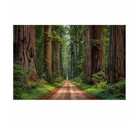 HOQIU Canvas Wall Art Redwood Forestse Path canvas art, art print, house decor, bedroom wall decor above bed, prints for living room.(Multicolor)-80x120cm Unframed