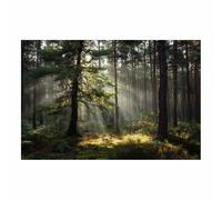 HOQIU Wall art for home decor Sunlit Forestse Path canvas artwork for wall, art prints, For living room, bedroom, bathroom, dining room, painting and decor.(Multicolor)-70x100cm Unframed