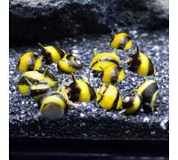 Horn Nerite Snail Natural Algae Eaters for Aquarium Tropical Fish Tanks (10 X HORN SNAIL)