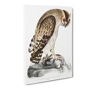 Horned Owl By John Edward Gray Vintage Canvas Wall Art Print Ready to Hang, Framed Picture for Living Room Bedroom Home Office Décor, 30x20 Inch (76x50 cm)