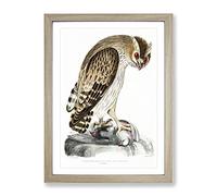 Horned Owl By John Edward Gray Vintage Framed Wall Art Print, Ready to Hang Picture for Living Room Bedroom Home Office Décor, Oak A4 (34 x 25 cm)
