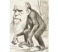 Hornet Caricature Charles Darwin Orang-Utan Drawing Unframed Wall Art Print Poster Home Decor Premium