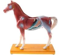 Horse Acupuncture Model Anatomy model Skeleton Model Anatomy Model Horse Model Animal Anatomical Model Veterinary Teaching Model 114 Acupuncture Points Digital Identification for Medical Demonstr