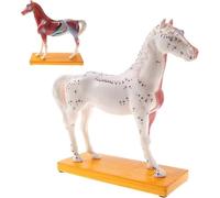 Horse Acupuncture Points Model, Musculo System Skeleton Model, 114 Acupuncture Points Display, for Veterinary Animal Anatomy Teaching.