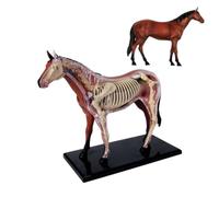 Horse Anatomical Model, 26Pcs Detachable Skeleton and Organ Anatomy | Horse Anatomy Model with 26 Detachable Skeleton and Organ Pieces for Teaching, Learning and Veterinary Education