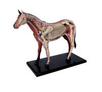 Horse Anatomy Model 4D ,Animal Skeleton Specimen, Detachable Biology, 26 Parts for Pet Clinic Veterinary TrainingSchool Teaching Demonstration