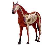 Horse Anatomy Model - 4D Animal Skeleton Specimen, Detachable Biology, 26 Parts for Veterinary Teaching and Pet Clinic Demonstrations
