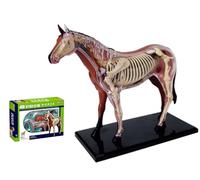 Horse Anatomy Model, 4D Vision Animal Organ Simulation, Detailed Teaching Aid for Veterinary Science, Biology Classroom Learning