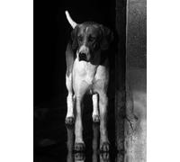 Horse and foxhound greeting card (The Expectant Hound) by Charles Sainsbury-Plaice