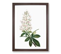 Horse Chestnut Tree Flowers by Pierre Joseph Redoute Framed Print A2 Walnut