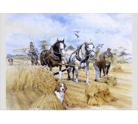 Horse-drawn Harvester Print: Two Shire Horses at Work - Poster Print A2 (59.4 x 42cm) (4397361)