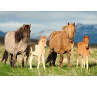 Schmidt Horse Family Children's Jigsaw Puzzle (200-Piece)