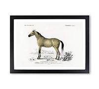 Horse Illustration PL. 10a by Charles d' Orbigny Framed Print | A2 Black Framed Wall Art | Ready to Hang | Modern Animal Picture | Living Room Bedroom Lounge Office