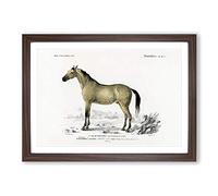 Horse Illustration PL. 10a by Charles d' Orbigny Framed Print | A2 Walnut Framed Wall Art | Ready to Hang | Modern Animal Picture | Living Room Bedroom Lounge Office