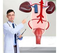 Horse Kidney Urinary Anatomy Model - Detailed Educational Teaching Aid for Medical Study of Equine Kidney and Urinary Structure, Ideal for Veterinary Education