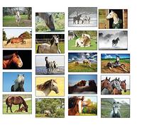 Horse Postcards 20 different of Horses Postcards Set Ideal for collectors and Post Crossing