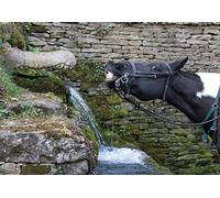 Horse Riding A5 Greeting card - cellophane wrapped with envelope, blank inside. A piebald horse at a drinking hole
