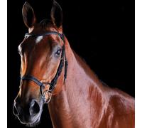 Horse training bridles Weatherbeeta Collegiate Comfitec