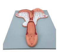 Horse Uterus Anatomical Model, Animal Visceral Uterus Skeleton Specimen Model, Life-Size Anatomy Replica, for Veterinarians and Students Educational Teaching Tool.