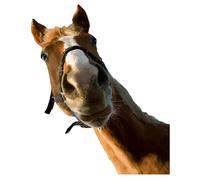Horse Wall Sticker, Wild Horse Stickers Window Stickers | Removable Horse Wall Stickers For Creative Decor, Funny Joke Wall Sticker For Bedroom, Playroom