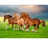 CASTORLAND 500 Pieces Jigsaw Puzzles, Horses in Spring Raste, Animal Puzzles, Power and Beauty Moving, Adult Puzzle, B-54084