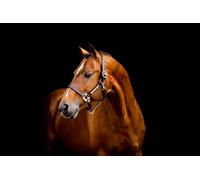 HORSEWARE SIGNATURE LEATHER HEAD COLLAR ANATOMICAL HALTER
