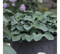 Hosta 'Blue Mouse Ears'. Plug Plant x 3. Blue foliage plantain lily. Ideal for shade gardens. Available from Bedwen Plants