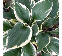 Hosta 'Patriot' Herbaceous Perennial Hardy Plant In 9Cm Pot