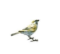 Hot cast Solid Bronze sculpture True Sparrow Limited Edition by Steve Boss