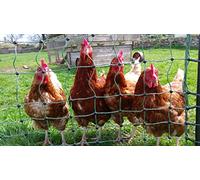 Hotline Msp2Llgt Premium Green Electric Poultry Netting With Double Pronged Posts, 25M x 1.2M