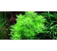 Hottonia palustris x1 Bunch - Live aquarium plant